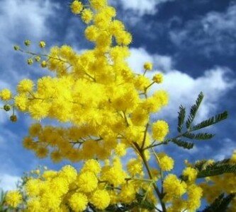 mimosa
