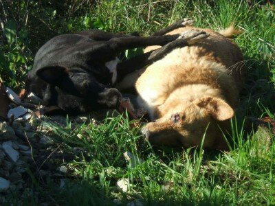 Due cani avvelenati in contrada Cimillà