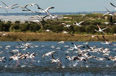 3a - Uccelli migratori nel Pantano Longarini