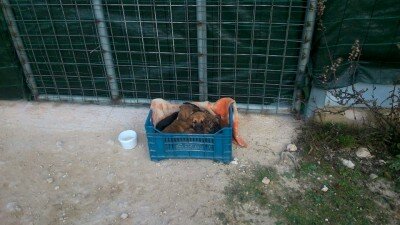 La cassetta con i cuccioli lasciata all'ingresso